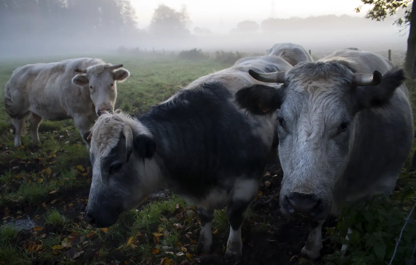 Photo wallpaper fog, morning, cows