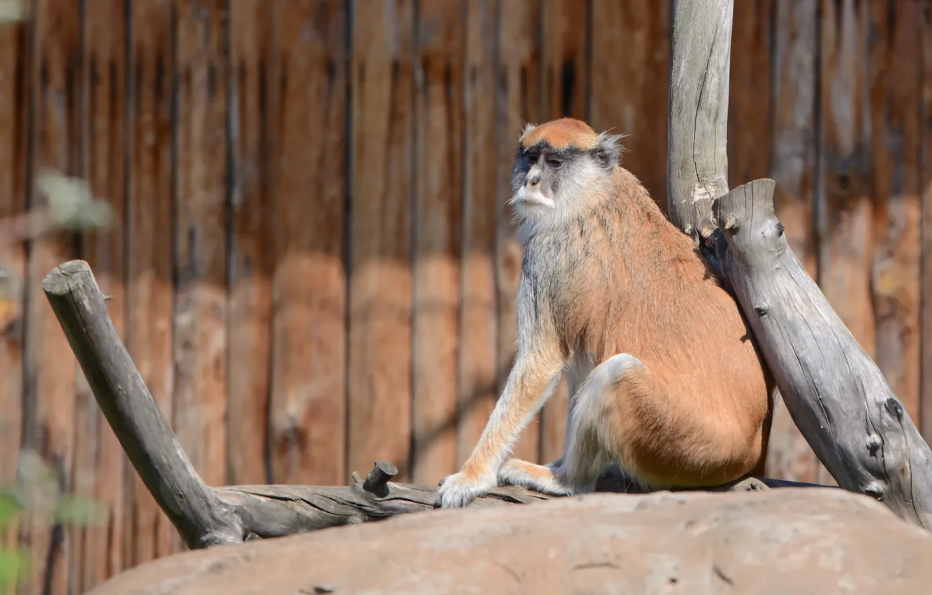 Photo wallpaper monkey, beautiful, look, zoo