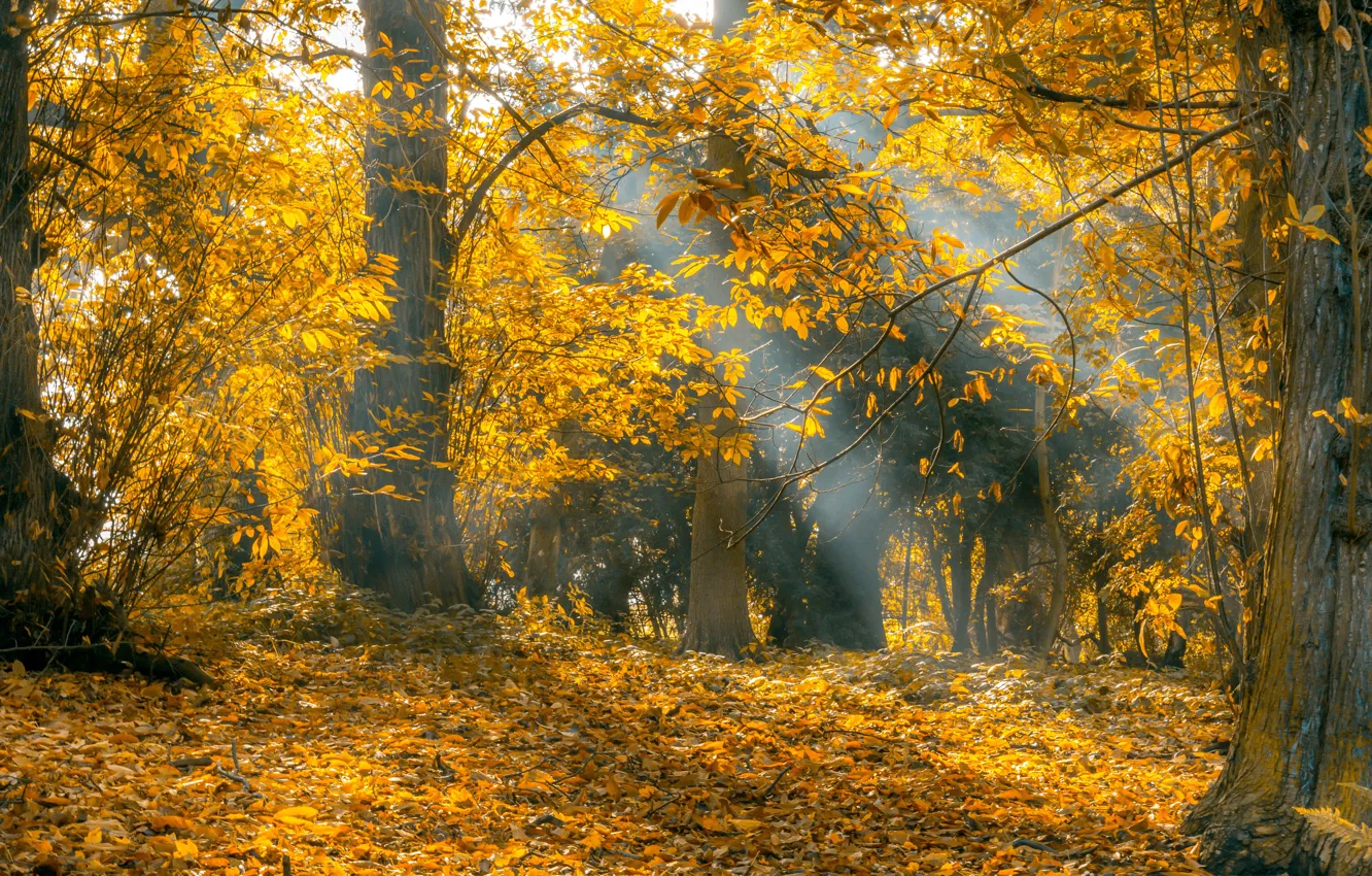 Photo wallpaper autumn, forest, leaves, trees, foliage