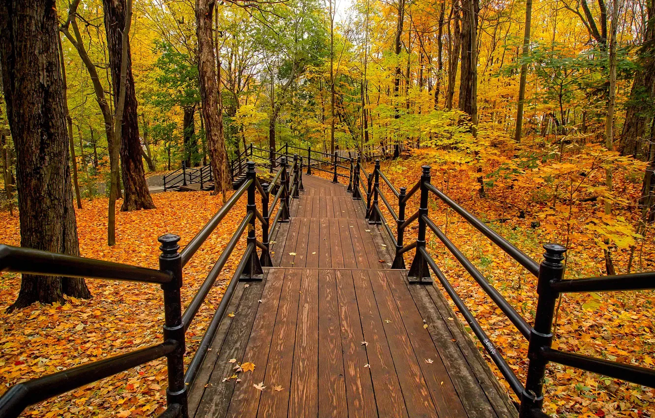 Photo wallpaper autumn, trees, Park, ladder