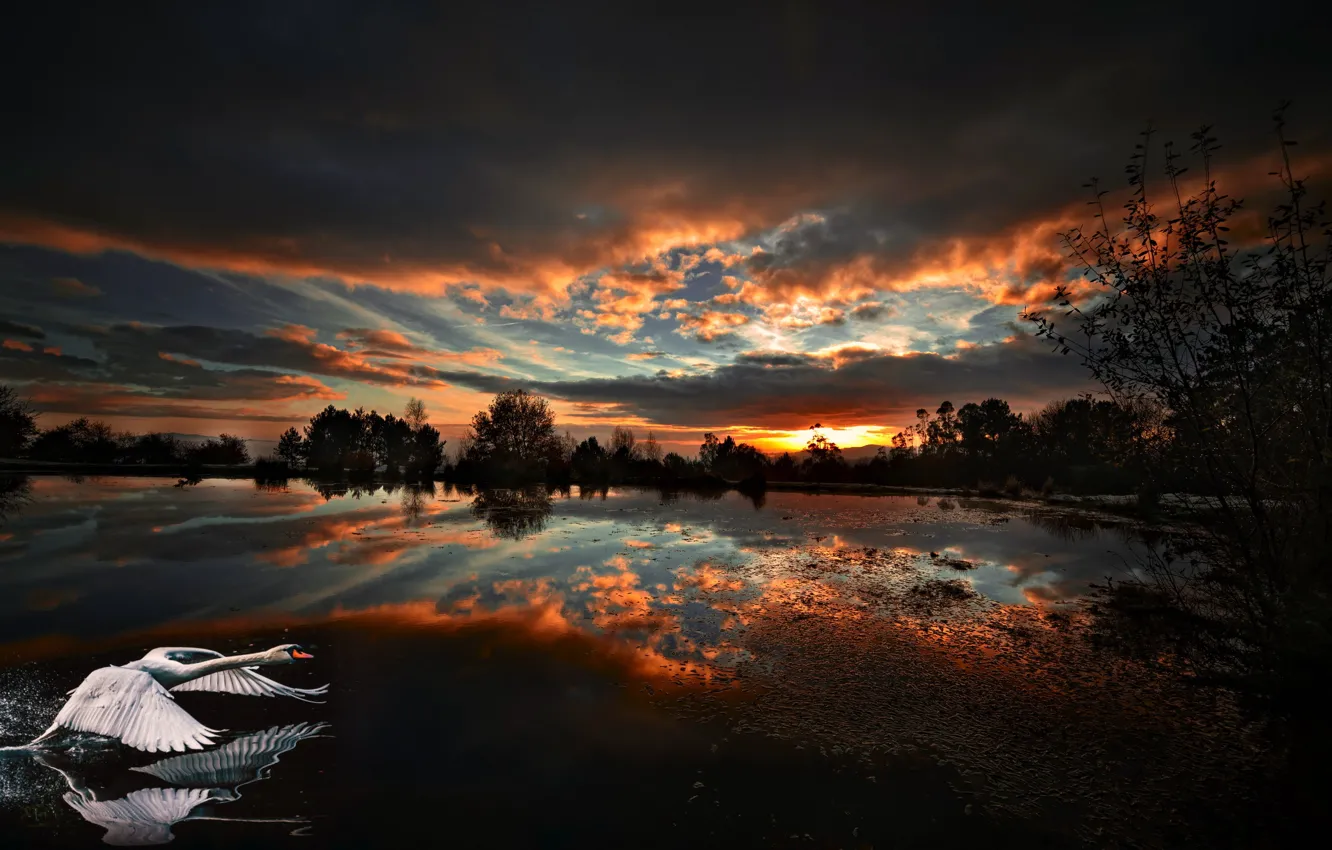 Photo wallpaper landscape, lake, the evening, swans