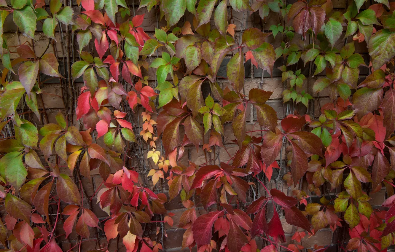 Photo wallpaper autumn, leaves, ivy