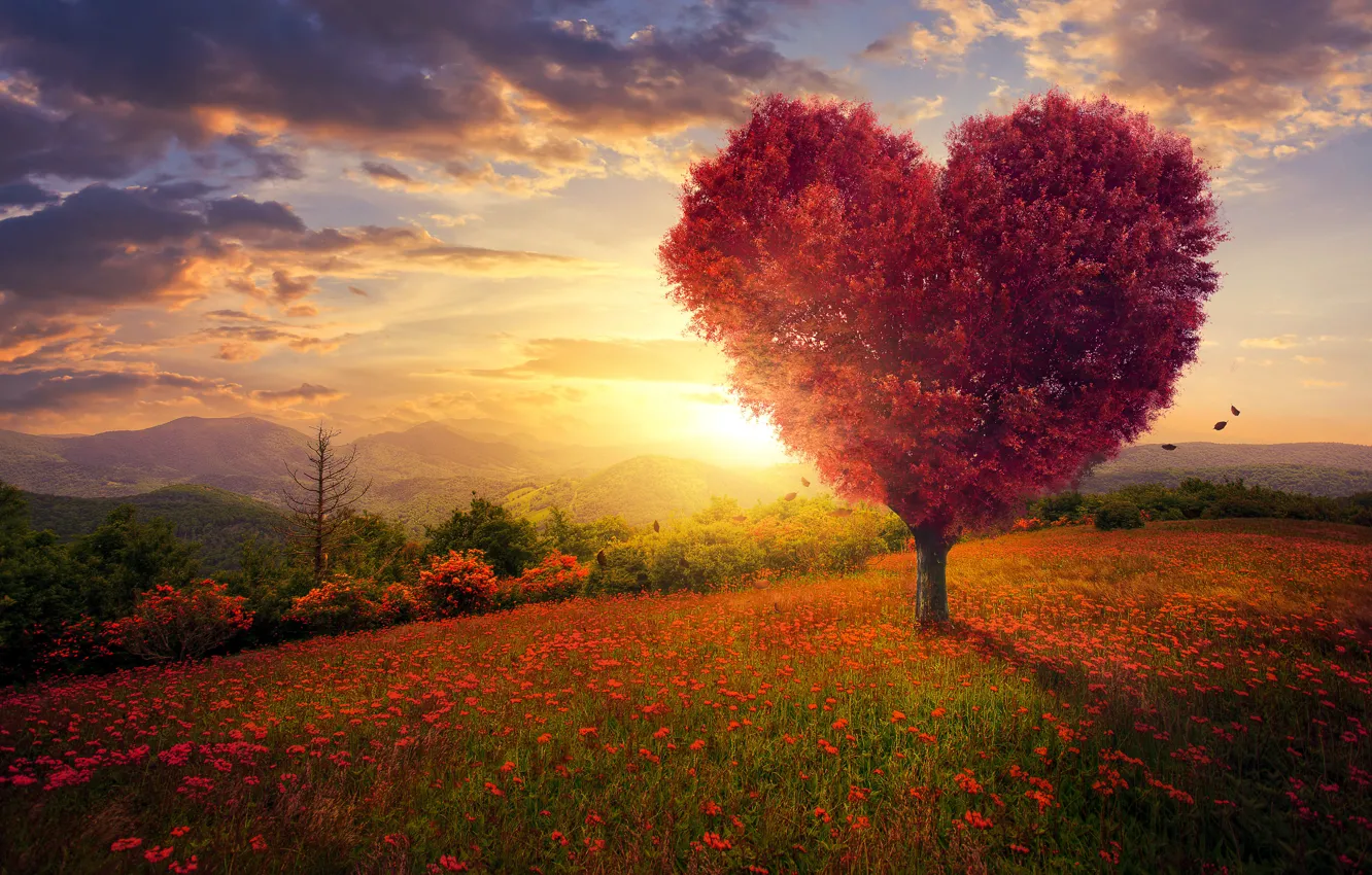 Photo wallpaper field, the sky, grass, love, flowers, tree, heart, love