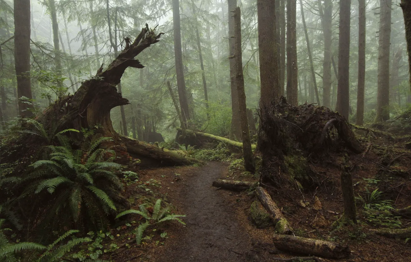 Photo wallpaper forest, trees, nature, fog, path