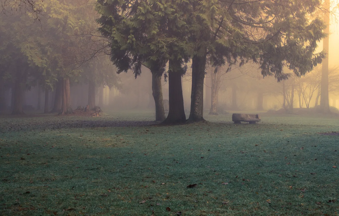 Photo wallpaper forest, nature, fog, Park, morning, Evan Kemper рhotography