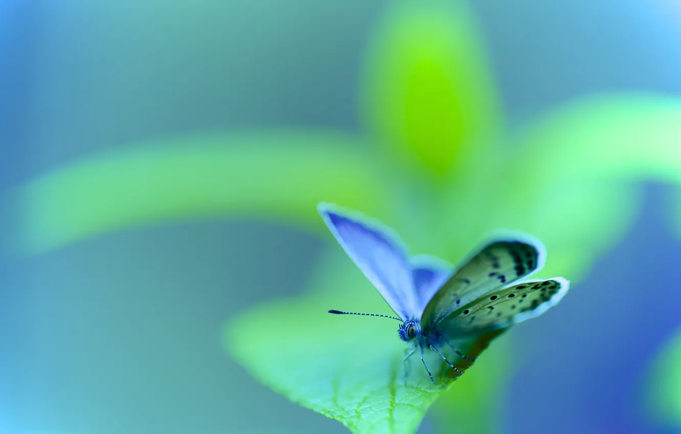 Photo wallpaper nature, sheet, butterfly, insect, moth