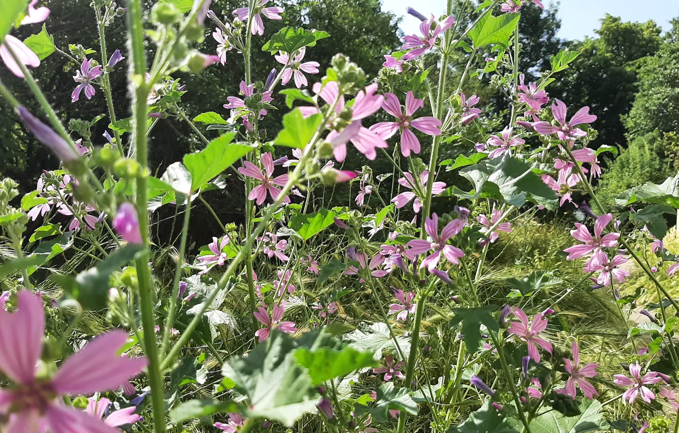 Photo wallpaper Flowers, trees, Plants