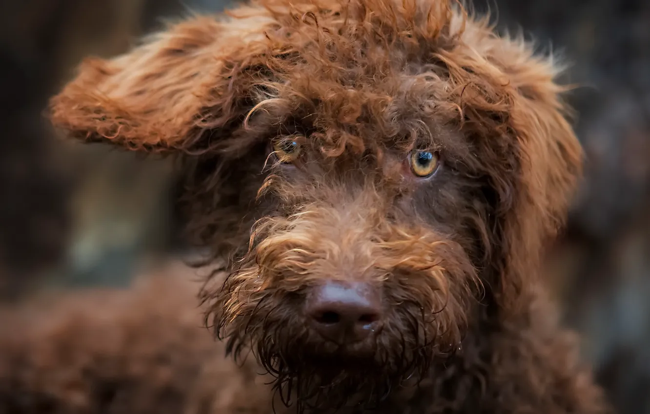 Photo wallpaper look, each, dog