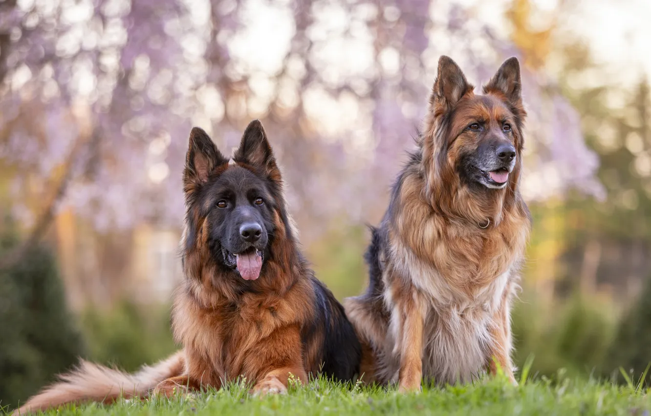 Photo wallpaper dog, shepherd, German shepherd