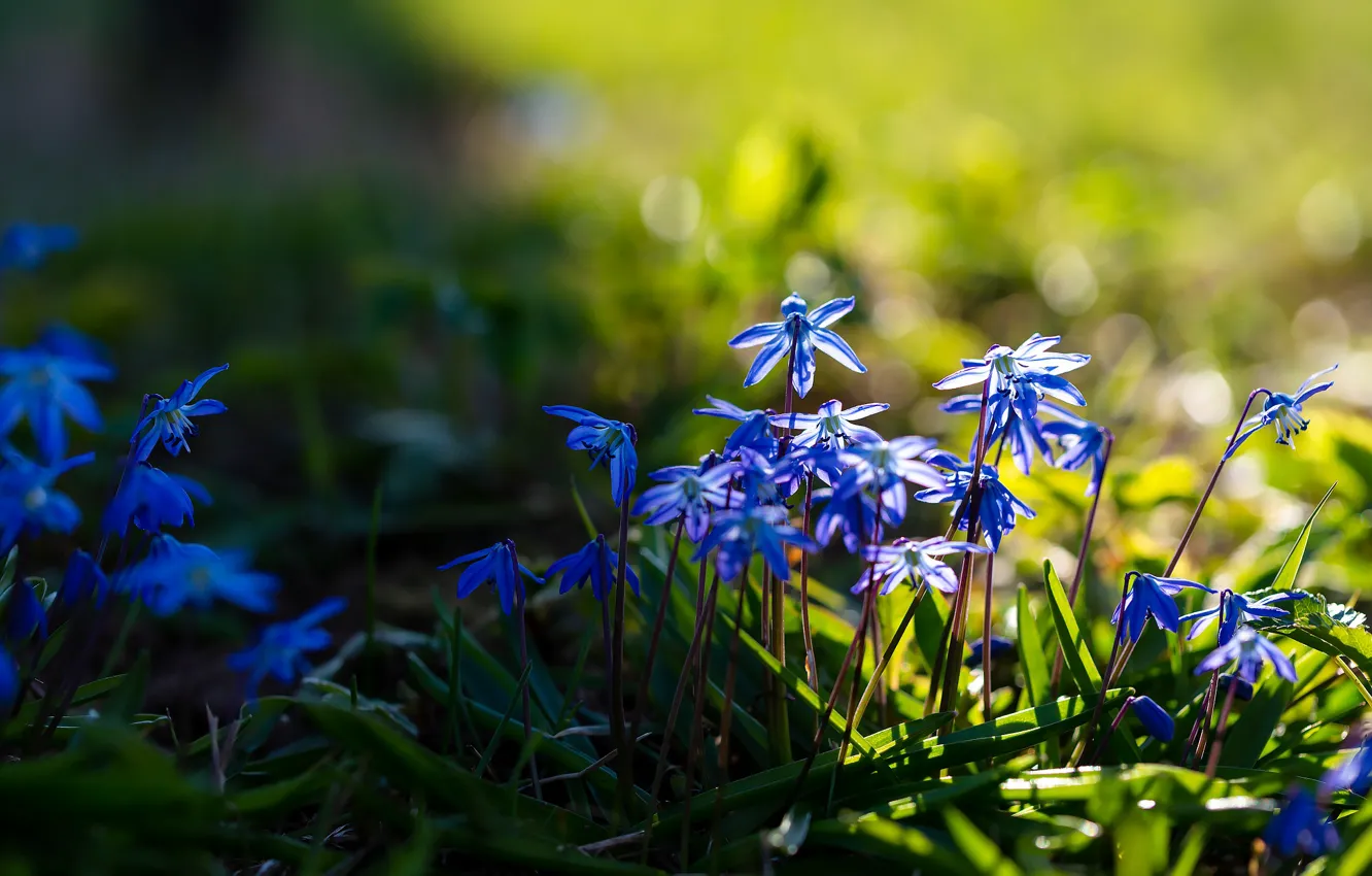 Photo wallpaper grass, light, flowers, blue, glade, spring, Scilla