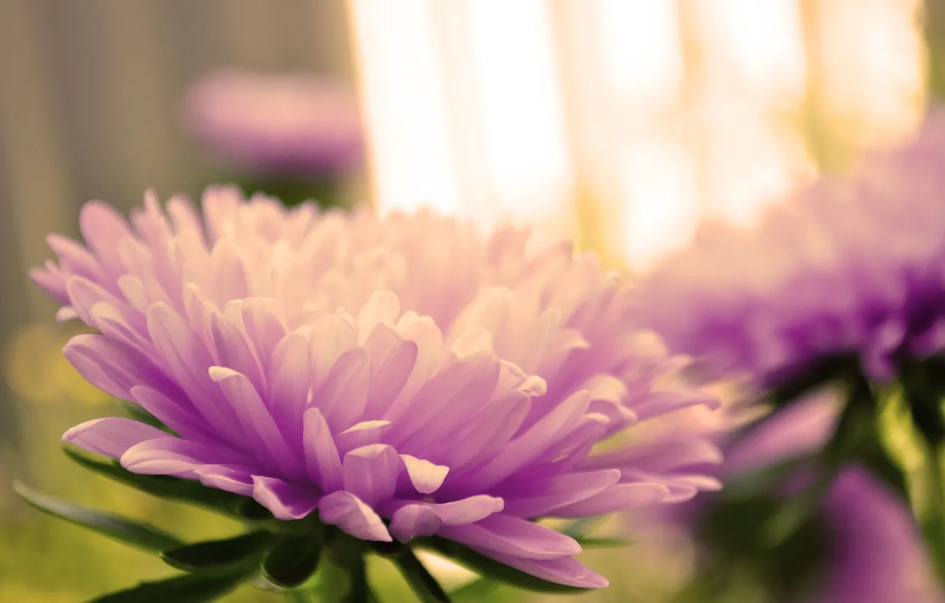 Photo wallpaper purple, flowers, asters