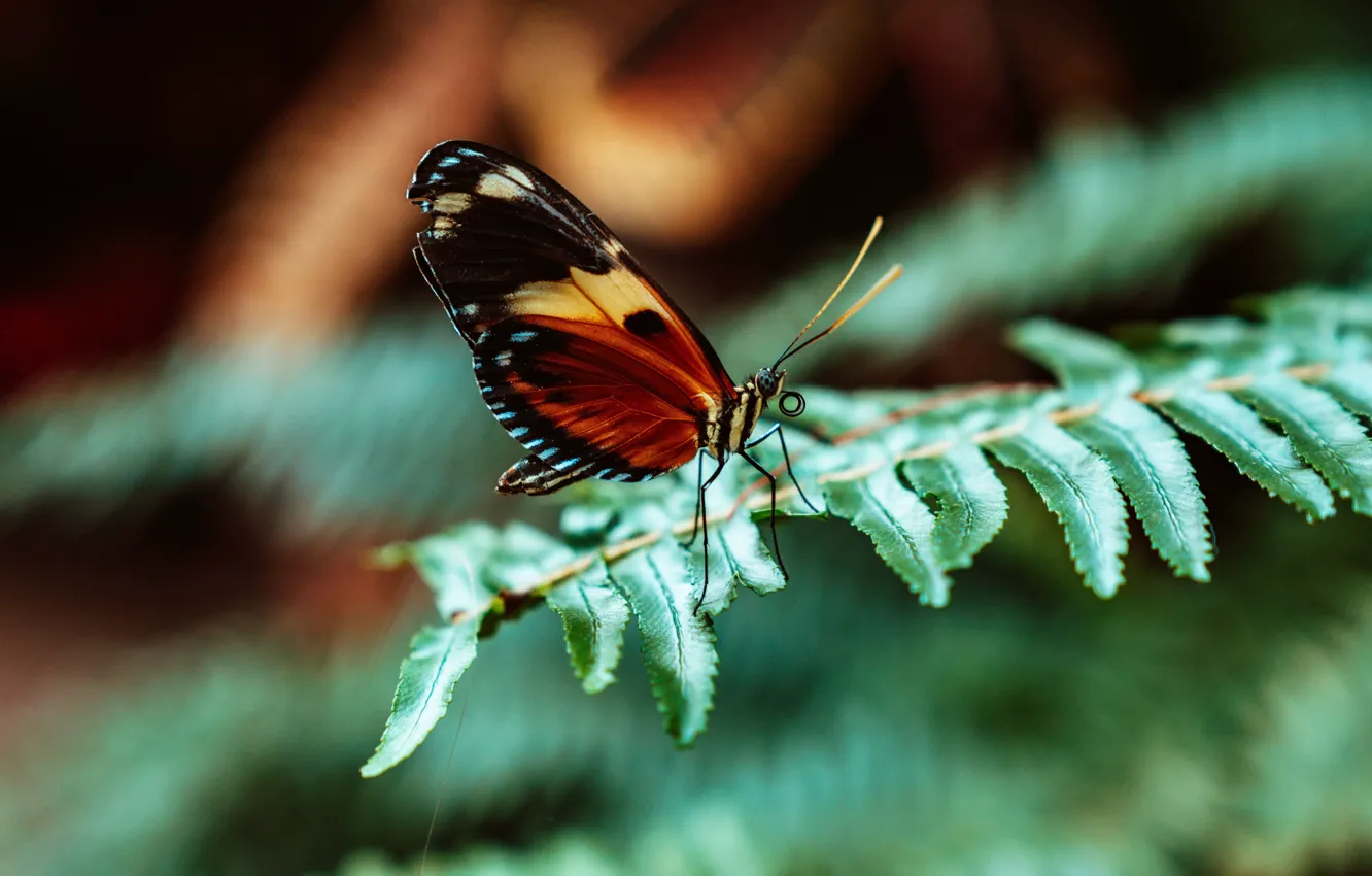 Photo wallpaper butterfly, foliage, wings, insect, wings, butterfly, insect, foliage