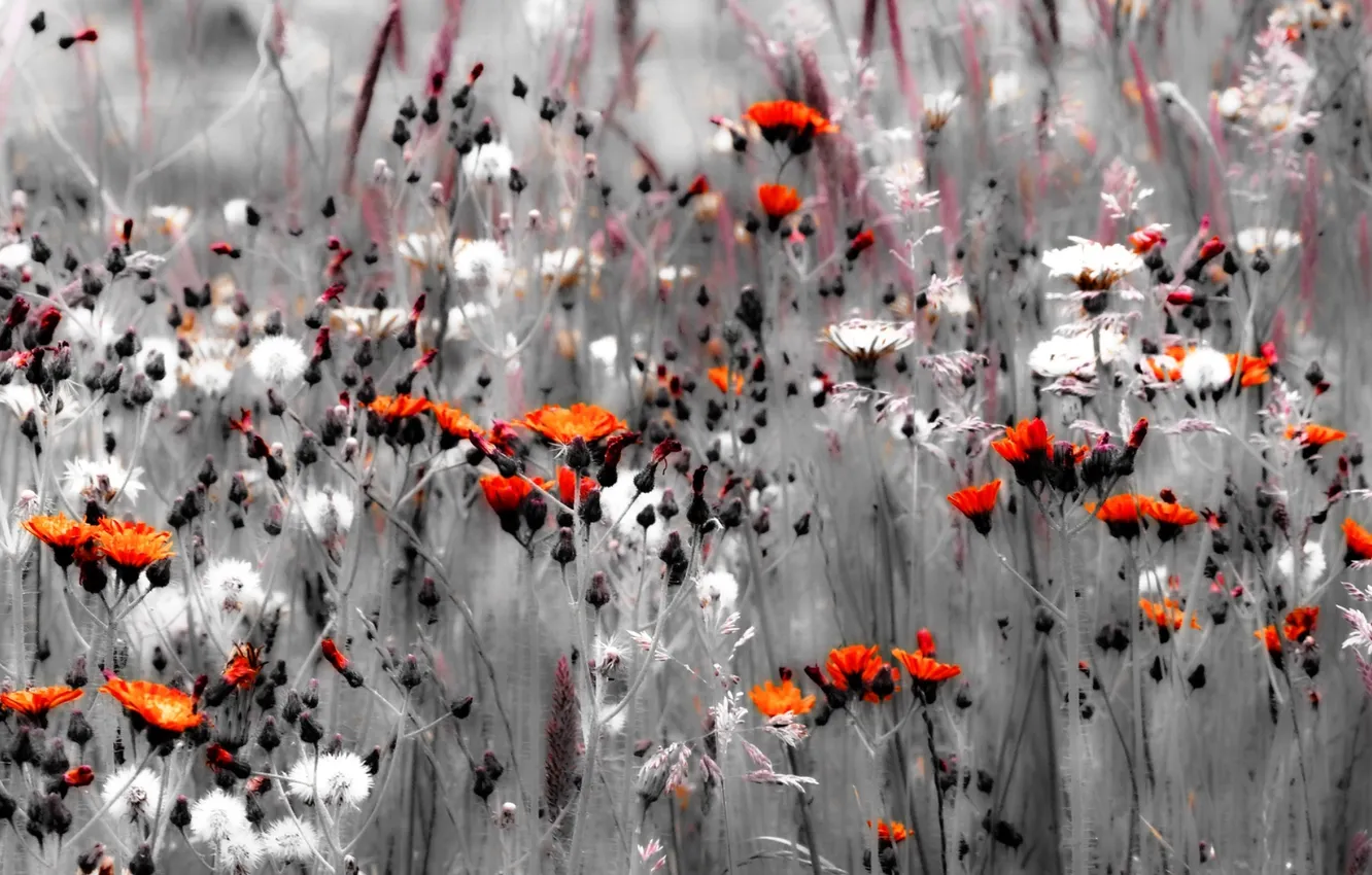 Photo wallpaper summer, flowers, nature