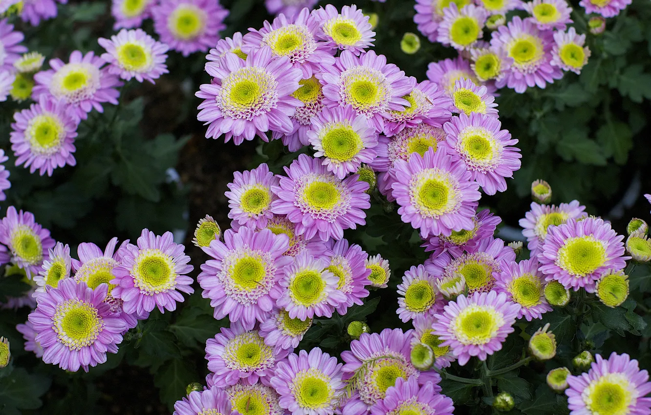 Photo wallpaper macro, petals, chrysanthemum