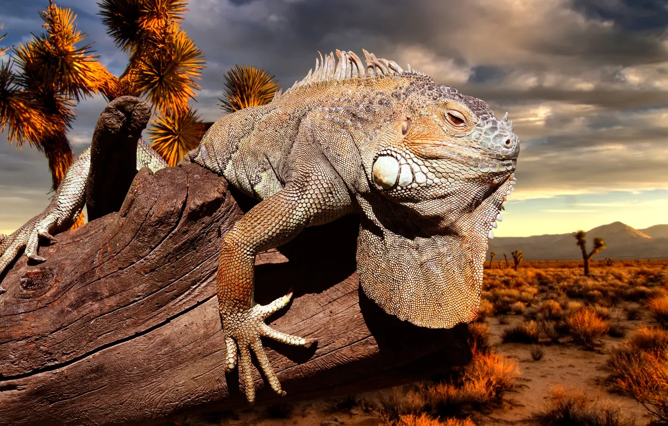 Photo wallpaper rock, desert, Iguana, flakes