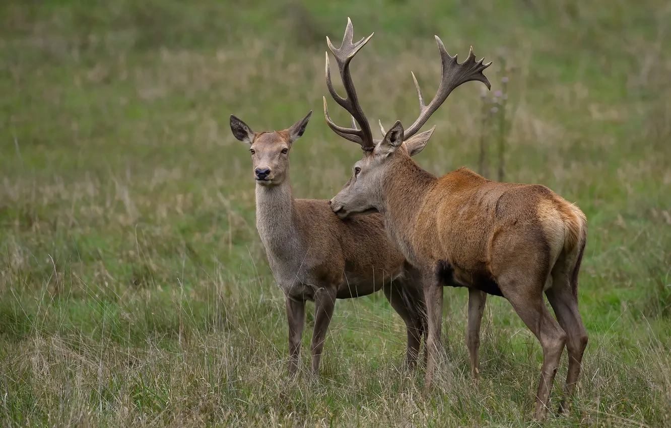 Photo wallpaper nature, background, deer