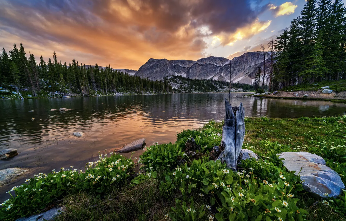 Photo wallpaper forest, sunset, flowers, mountains, rocks, shore, Wyoming, USA