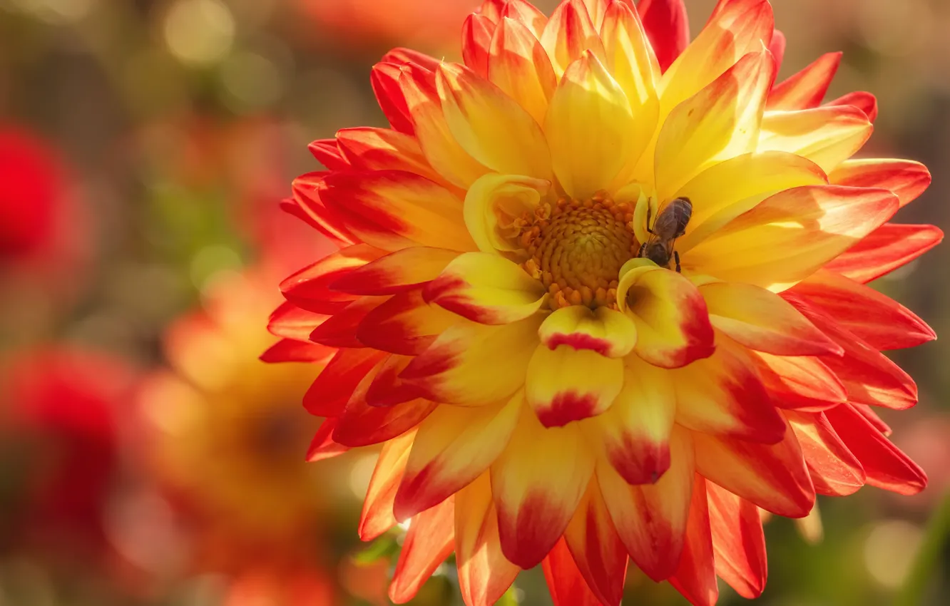 Photo wallpaper flowers, fire, dahlias