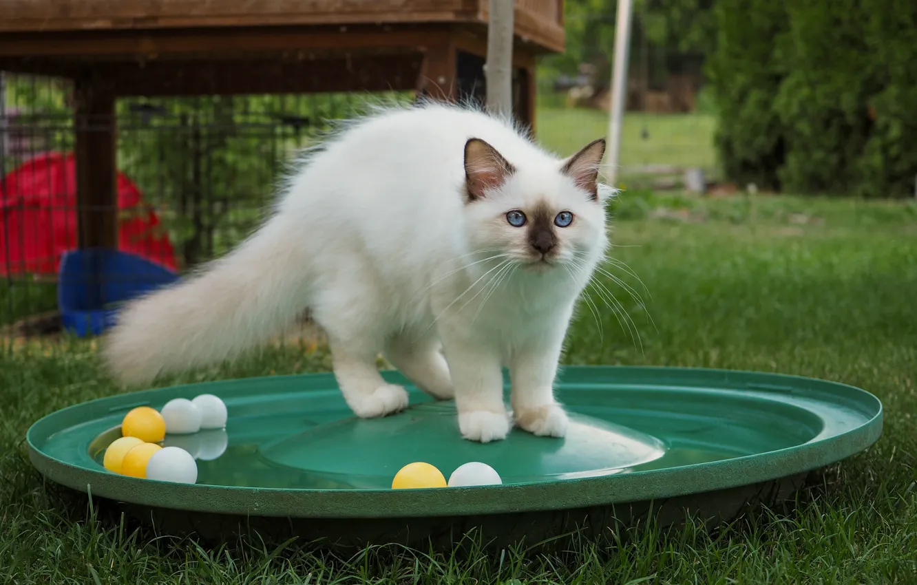 Photo wallpaper cat, white, summer, grass, cat, look, balls, circles