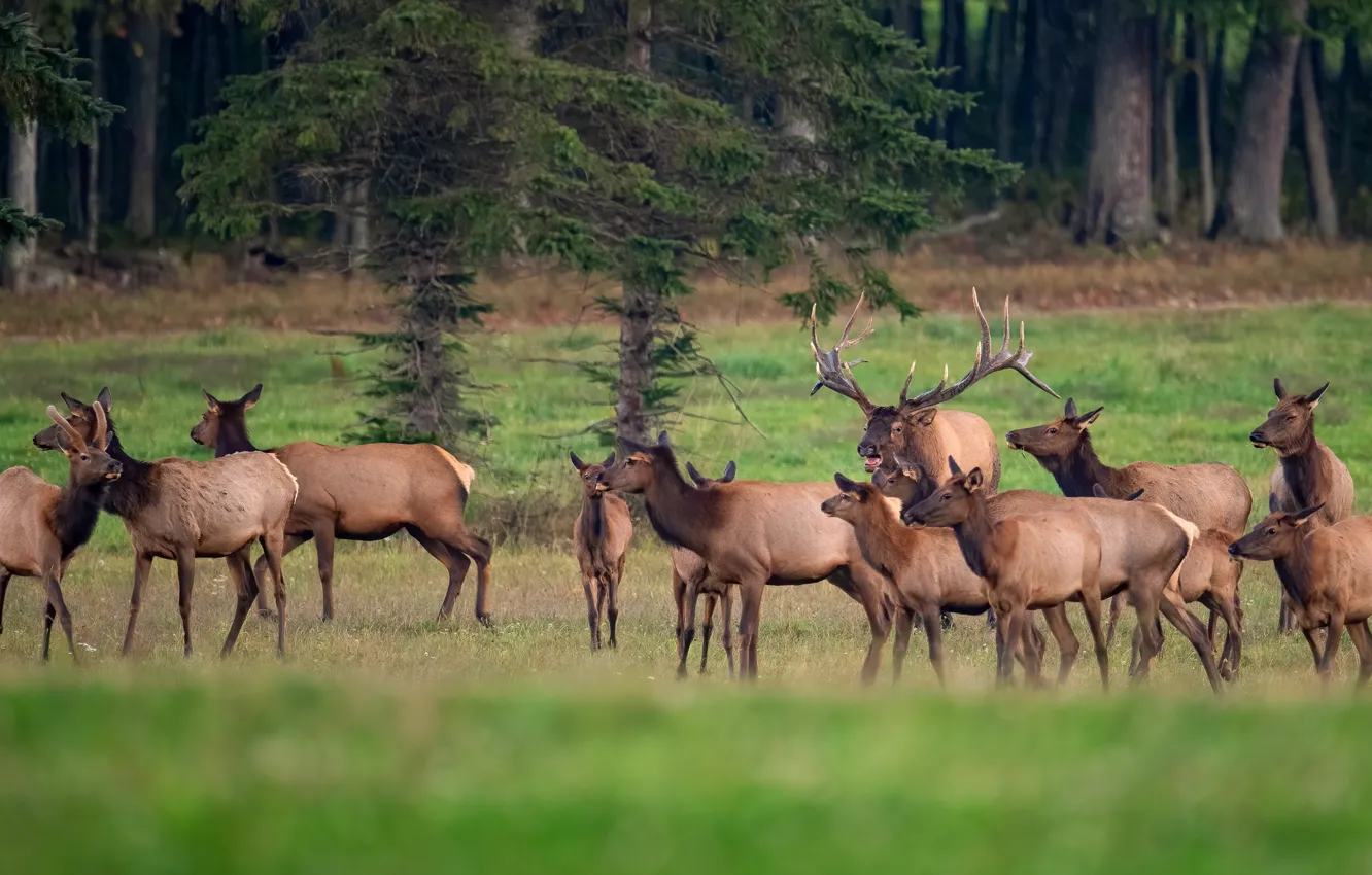 Photo wallpaper forest, trees, deer, a lot, the herd, party