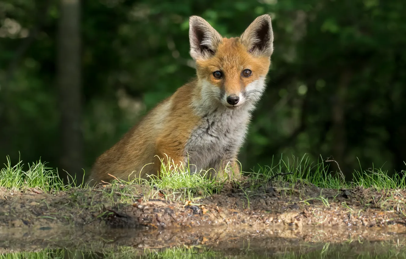 Photo wallpaper look, Fox, Fox