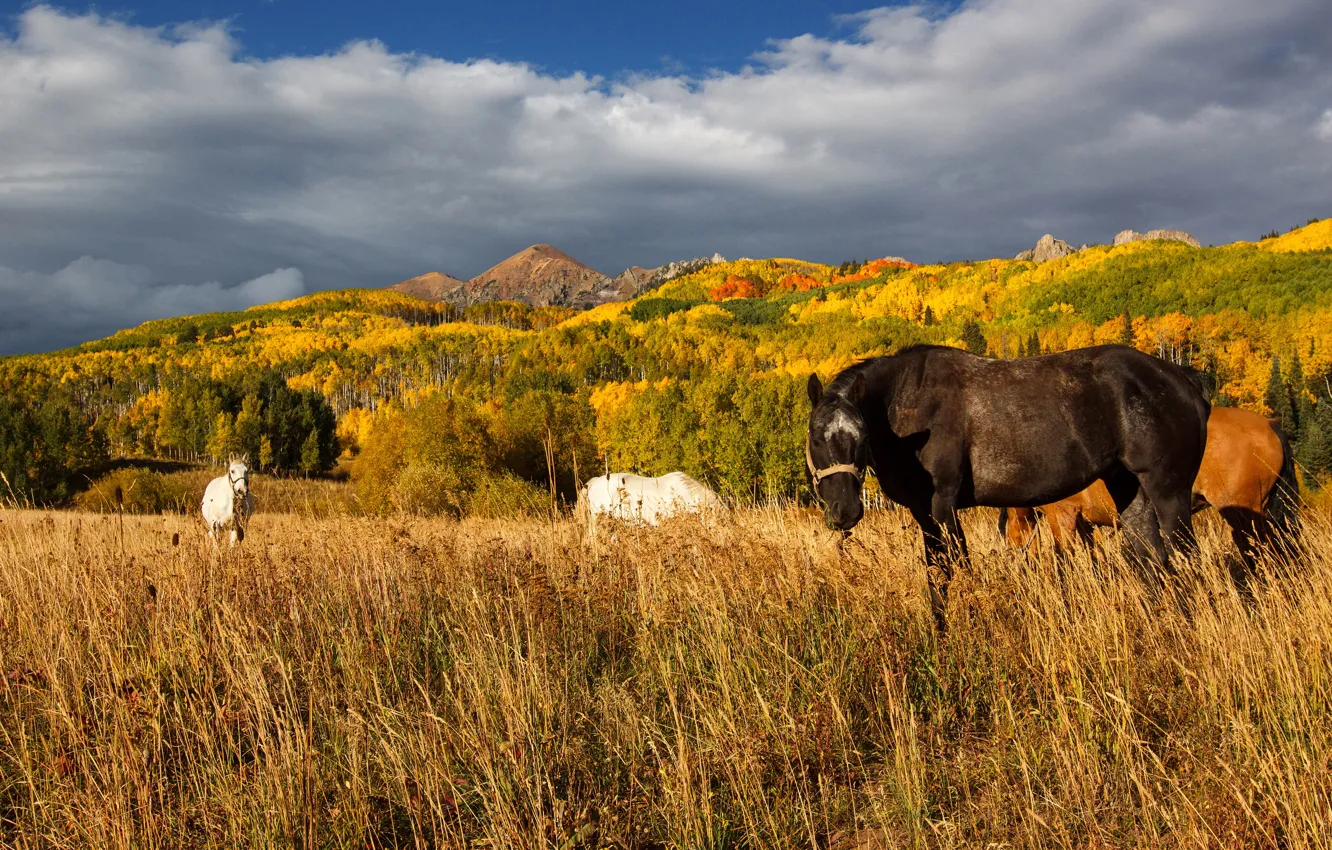 Photo wallpaper autumn, forest, mountains, nature, horses, horse, pasture, grazing