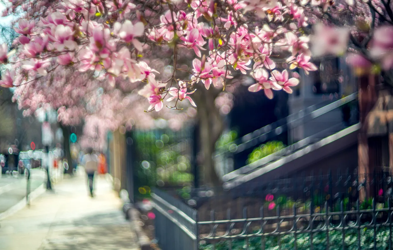 Photo wallpaper light, flowers, branches, the city, mood, street, the fence, people