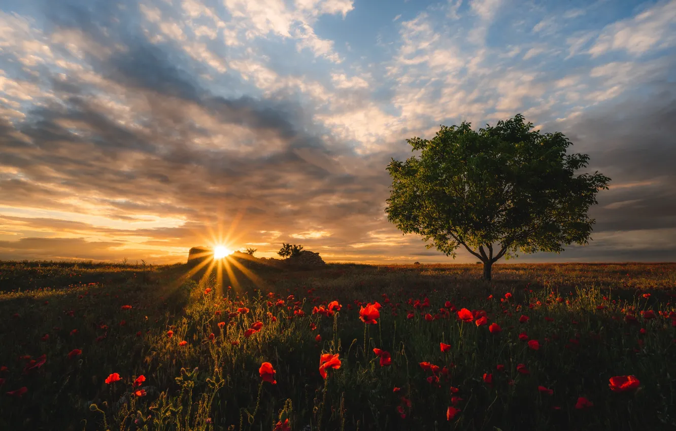 Photo wallpaper field, summer, the sun, rays, trees, sunset, Maki, the evening