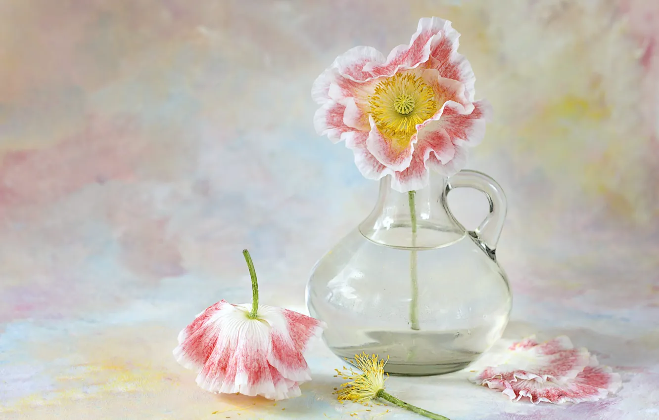 Photo wallpaper flowers, Maki, still life, decanter