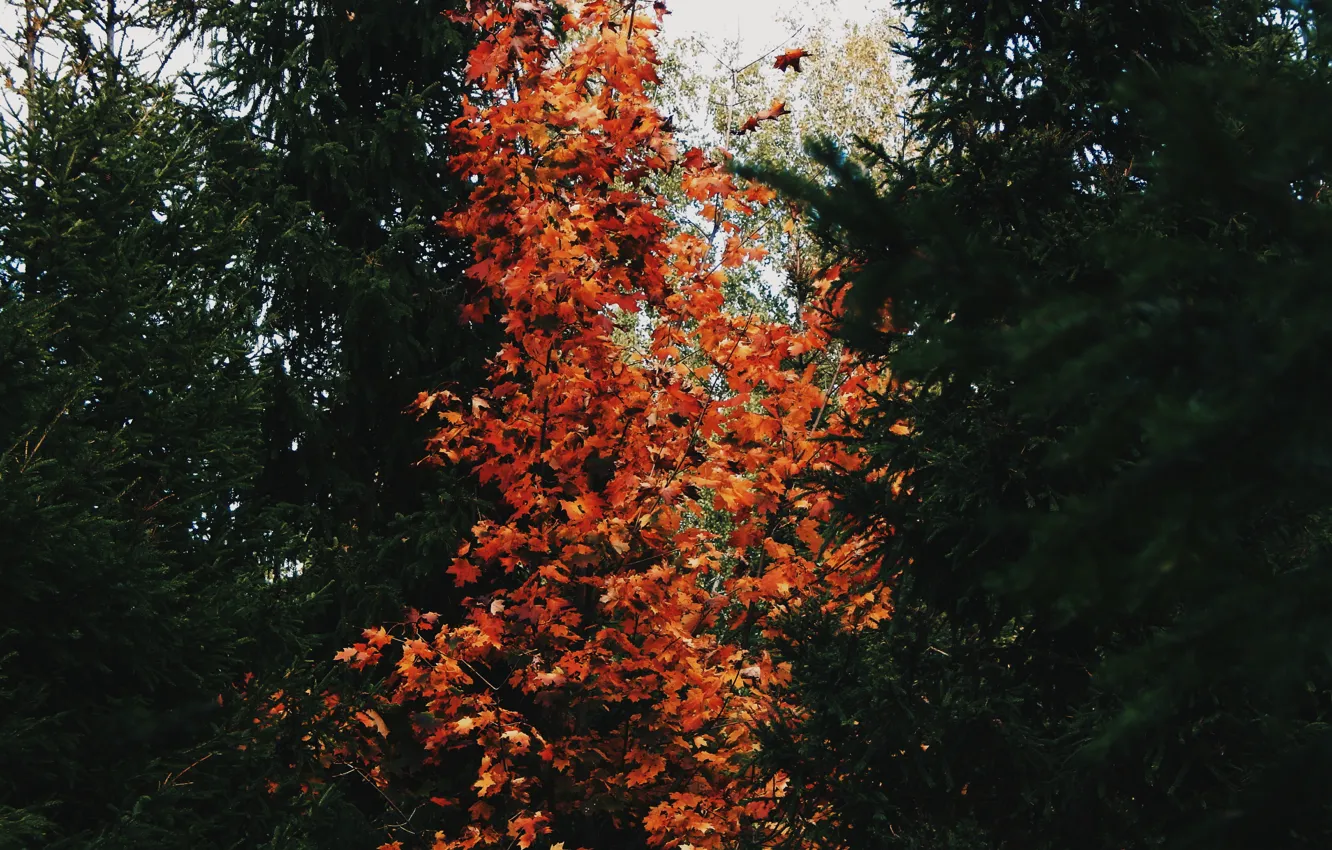 Photo wallpaper autumn, nature, tree, tree
