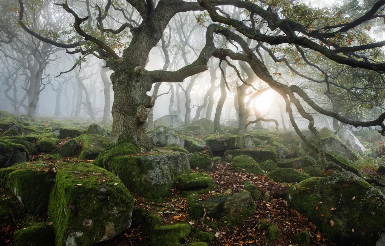 Photo wallpaper stones, moss, Derbyshire, Peak District
