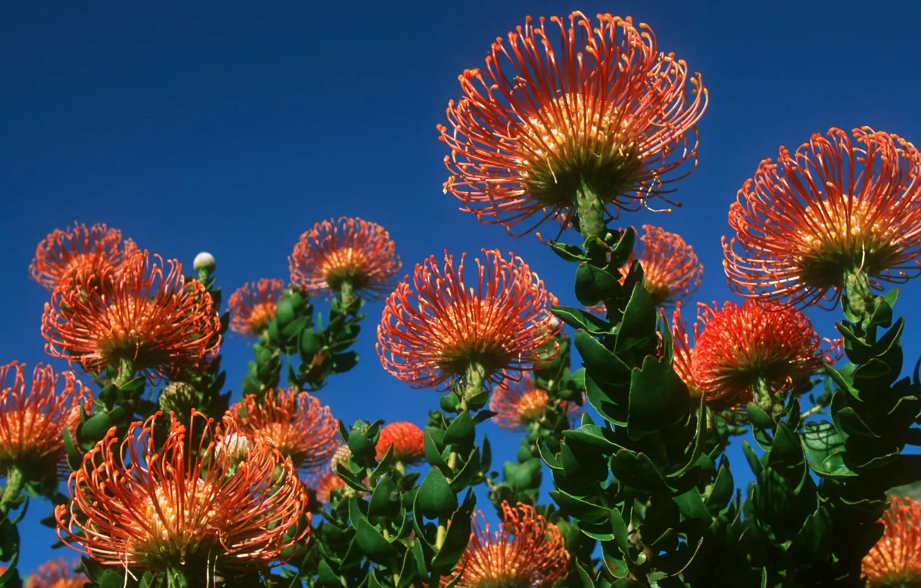 Photo wallpaper the sky, leaves, plant, petals, exotic