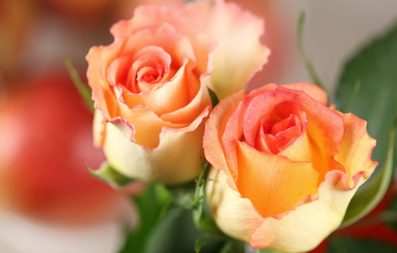Photo wallpaper orange, two, roses, roses