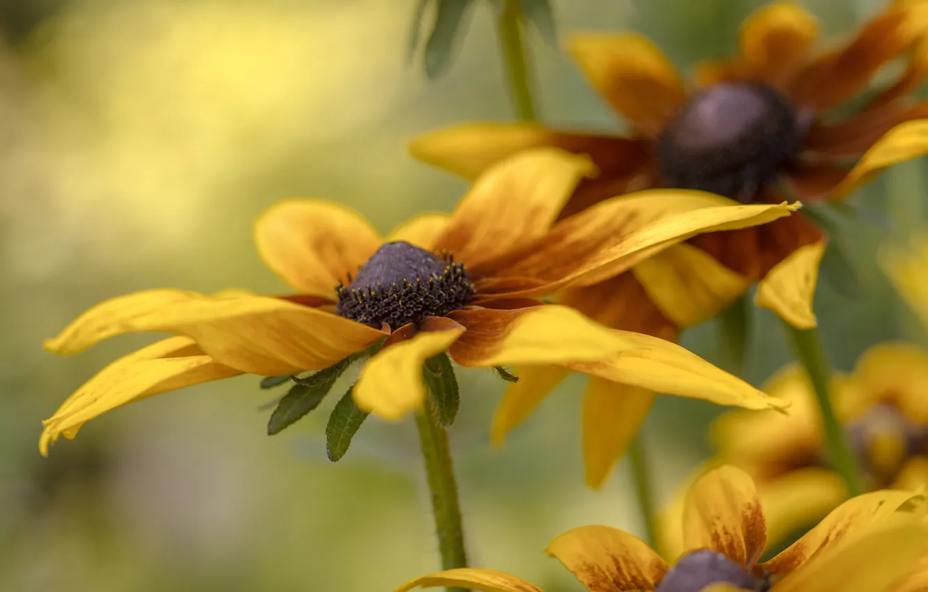 Photo wallpaper macro, yellow, rudbeckia