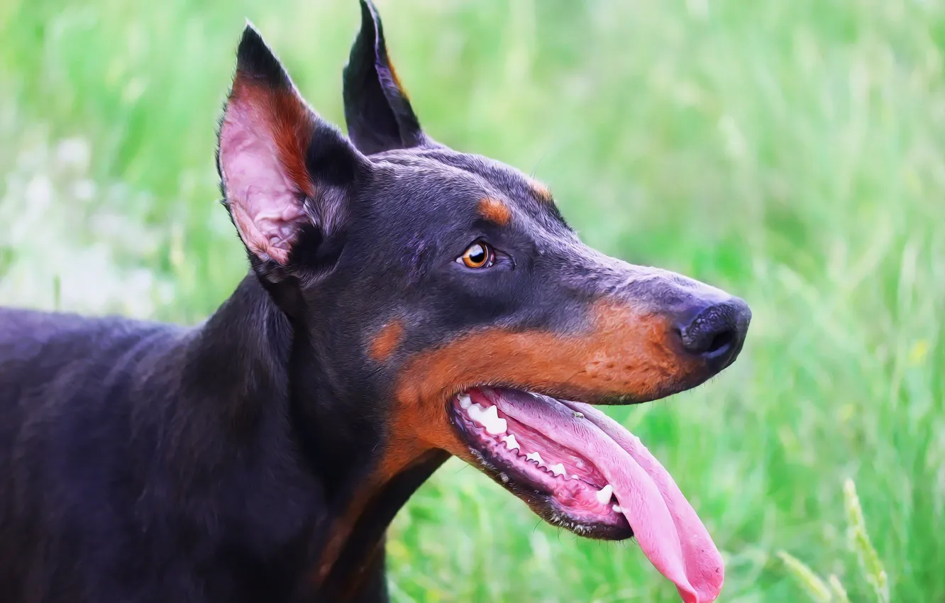 Photo wallpaper language, look, each, dog