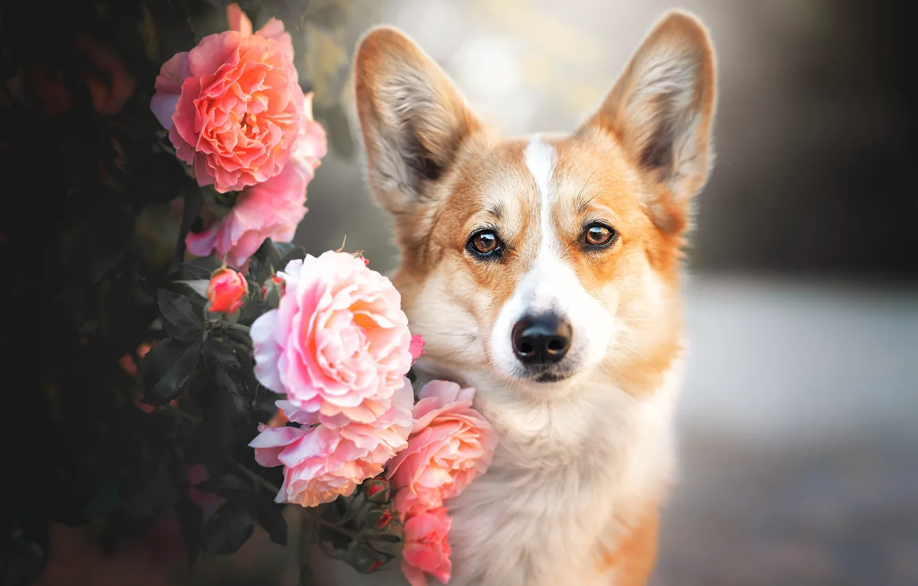 Photo wallpaper roses, dog, Corgi