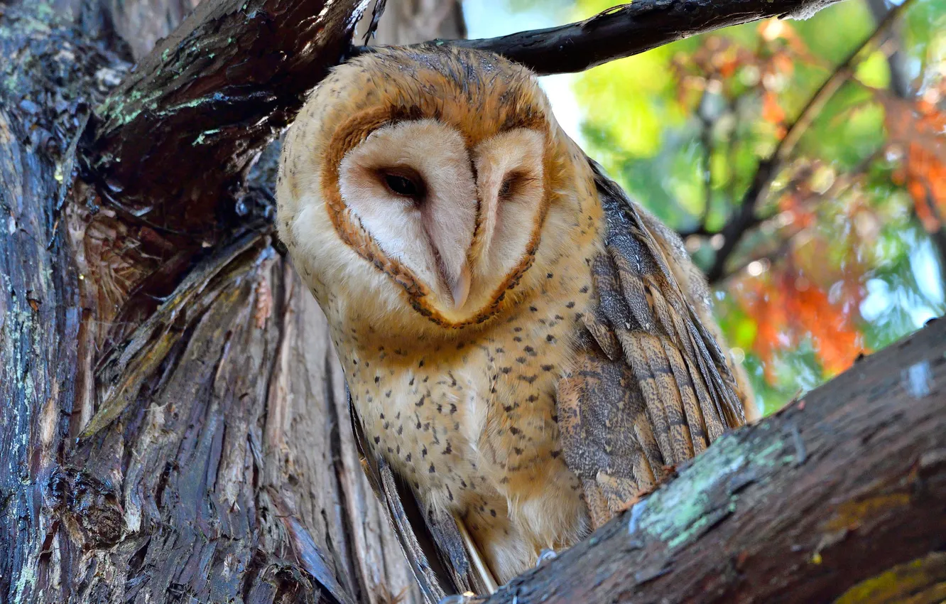 Photo wallpaper owl, bird, portrait, the barn owl