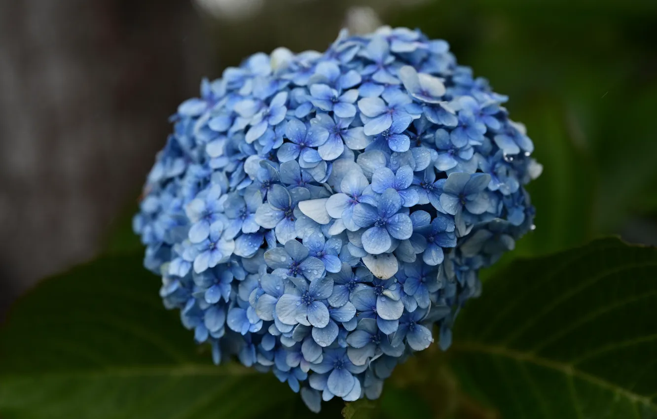 Photo wallpaper leaves, drops, macro, flowers, blue, bokeh, hydrangea
