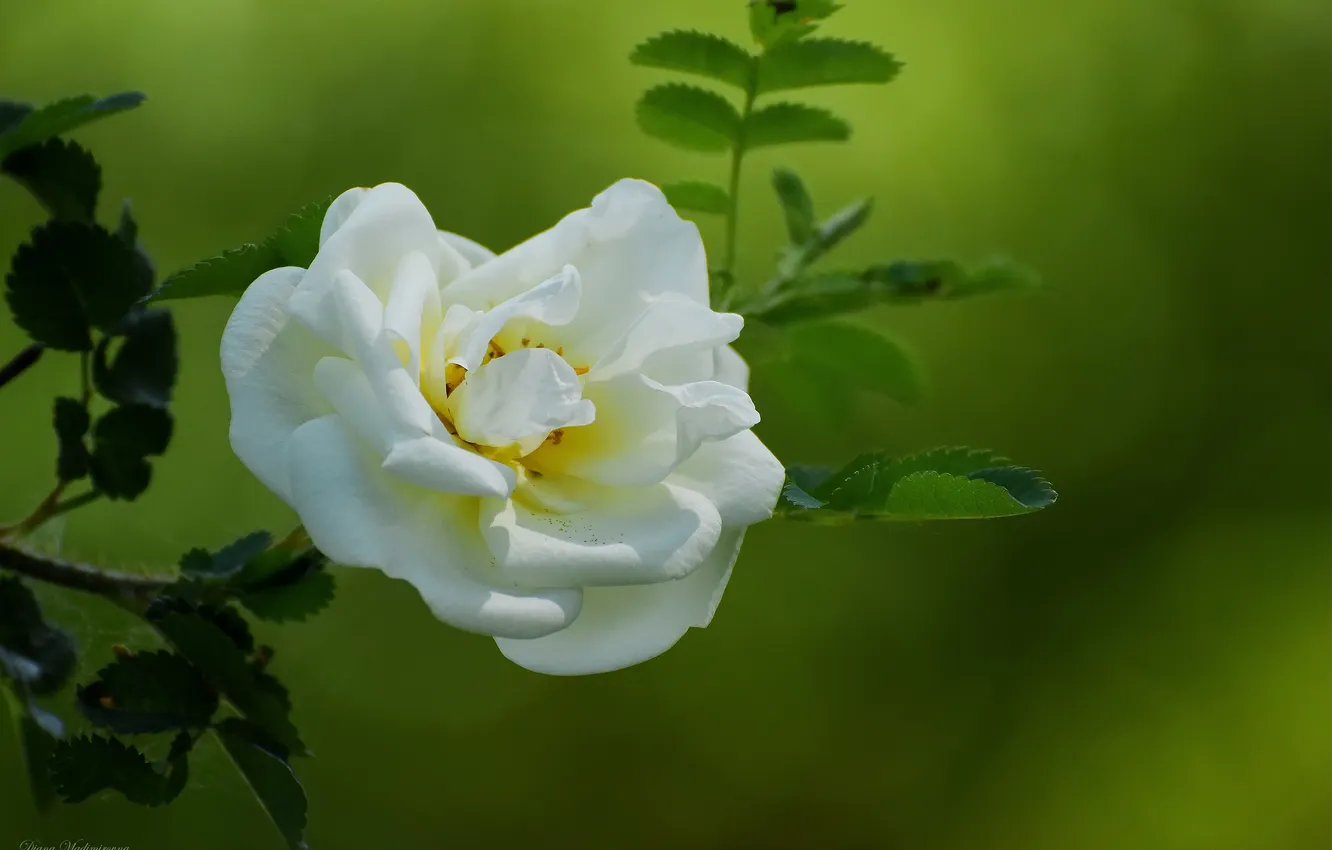 Photo wallpaper flowers, nature, spring, briar