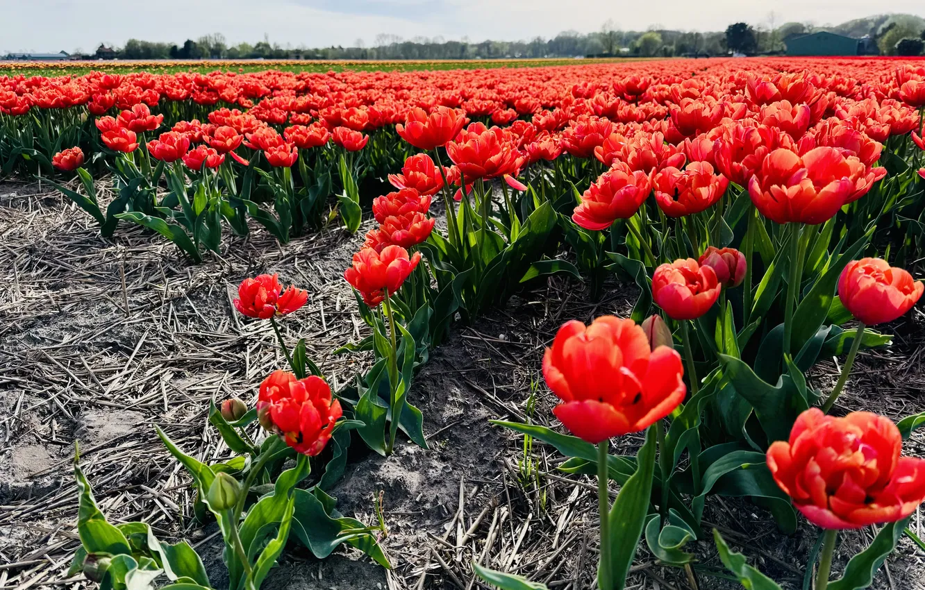 Photo wallpaper field, flowers, red, spring, tulips, a lot, plantation, Terry