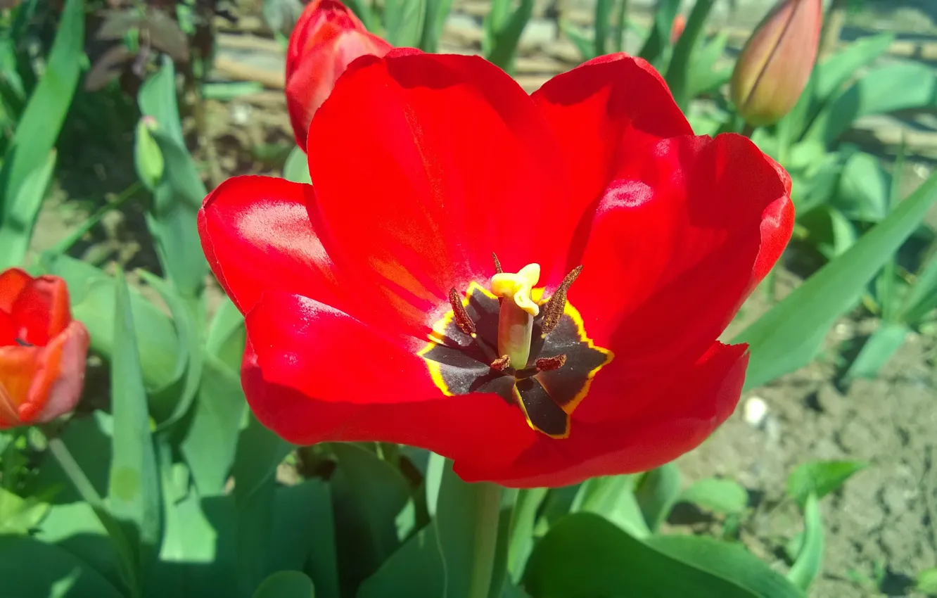 Photo wallpaper red, Bud, tulips