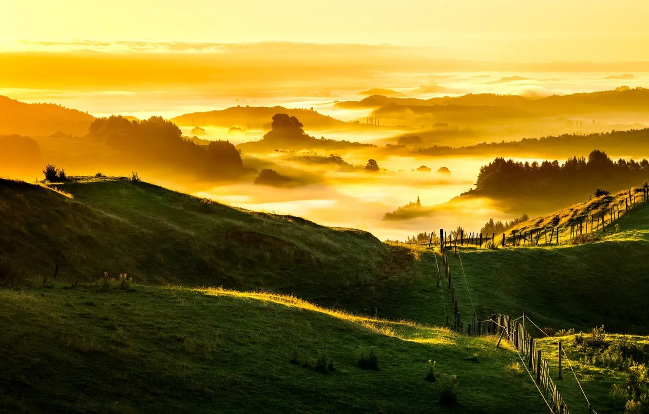 Photo wallpaper field, landscape, nature, fog, morning, gold