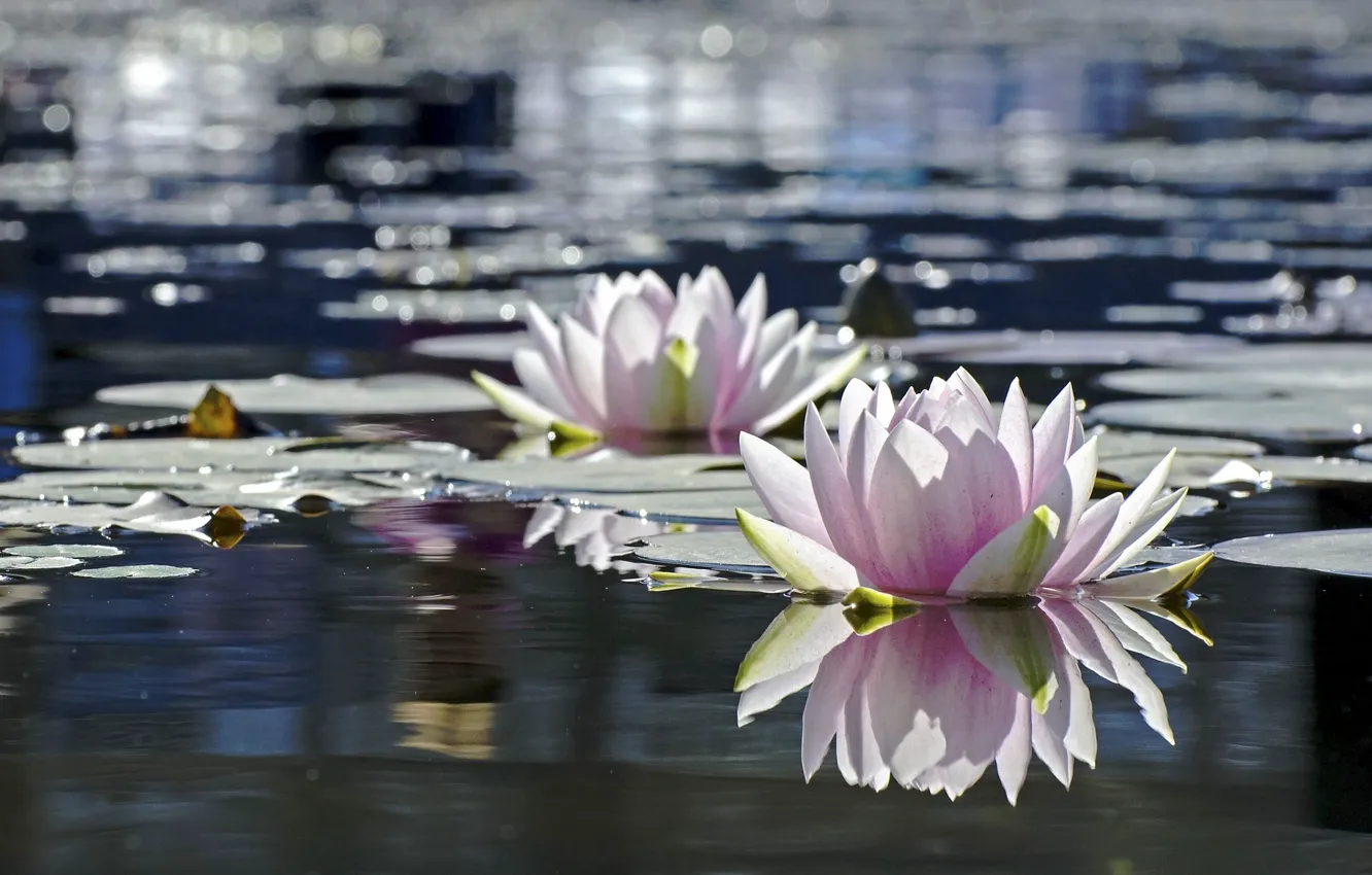 Photo wallpaper leaves, water, flowers, nature, water Lily