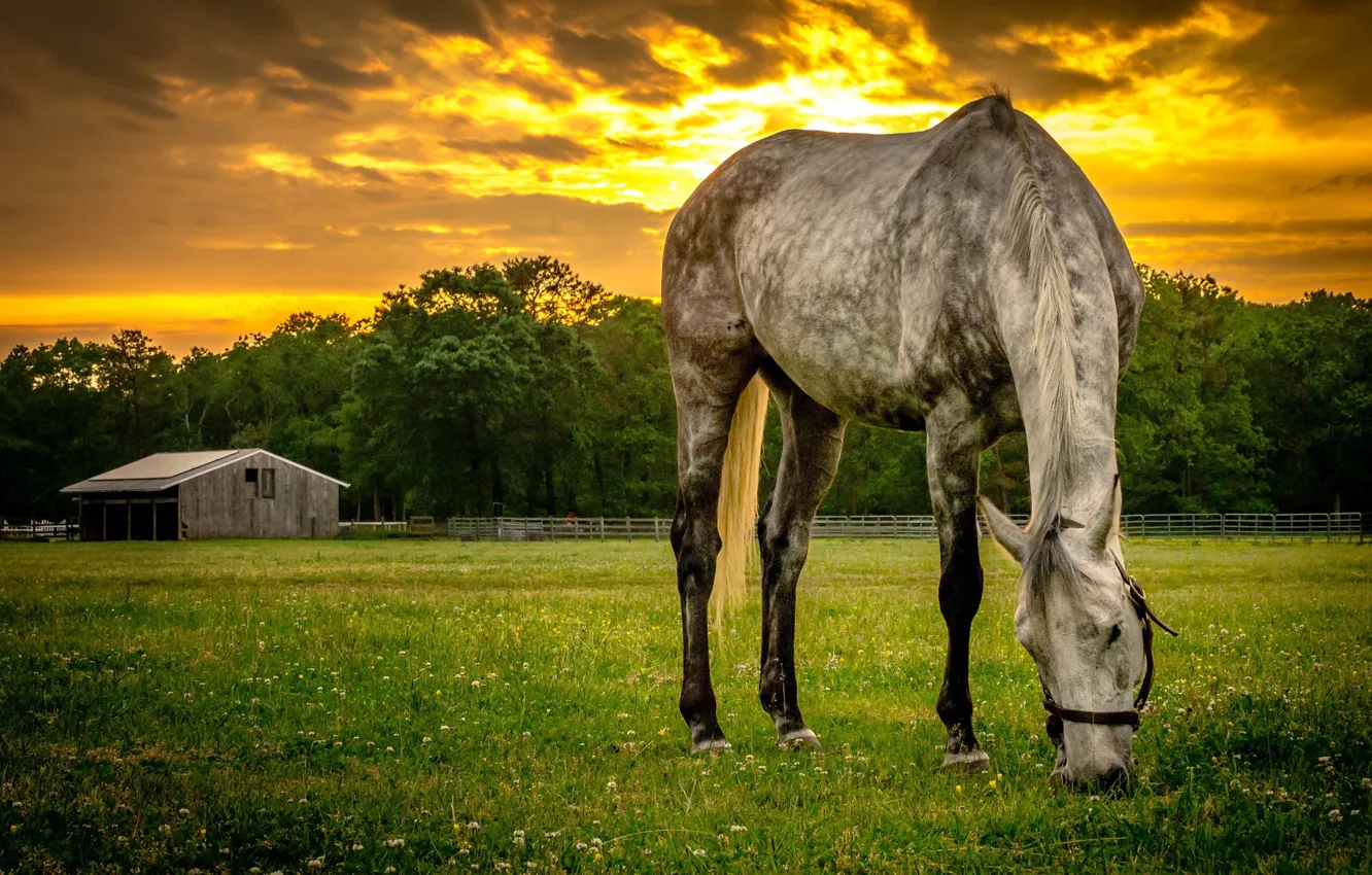 Photo wallpaper sunset, horse, the evening, meadow