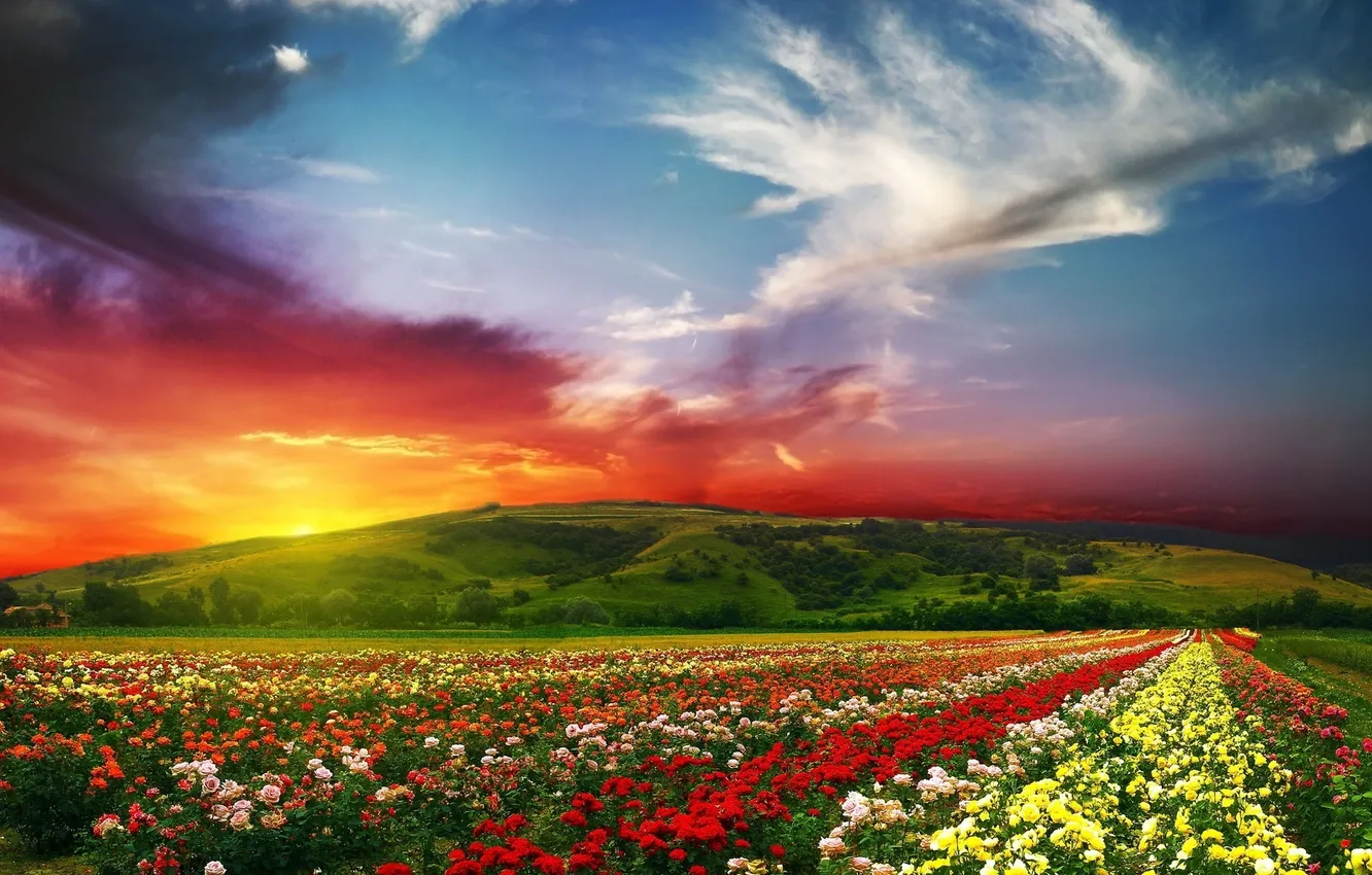 Photo wallpaper flowers, mountains, roses