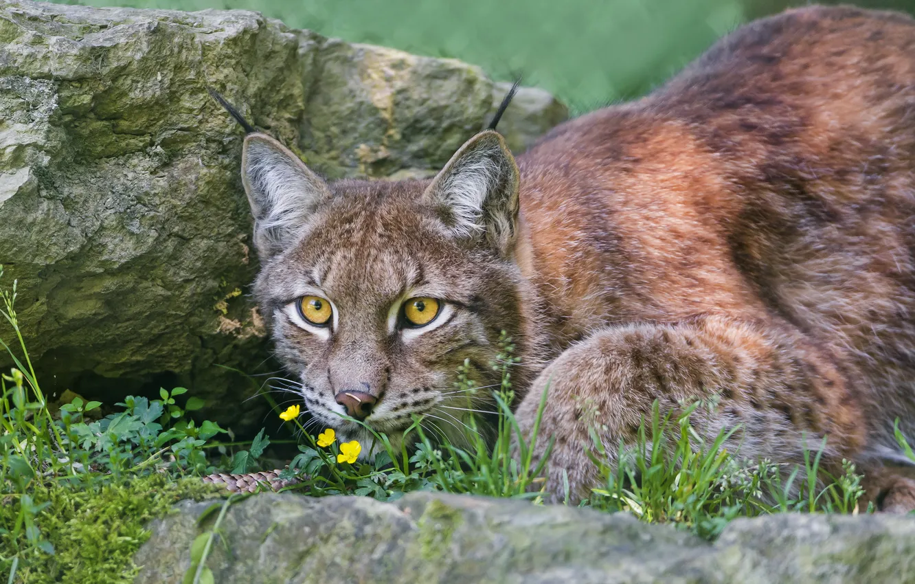 Photo wallpaper cat, grass, look, stones, lynx, ©Tambako The Jaguar