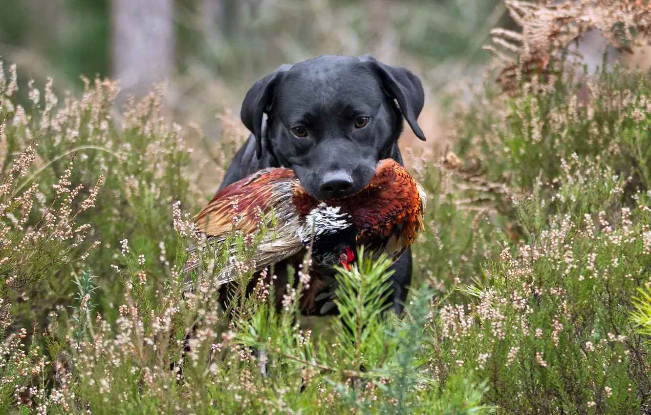 Photo wallpaper bird, dog, hunting