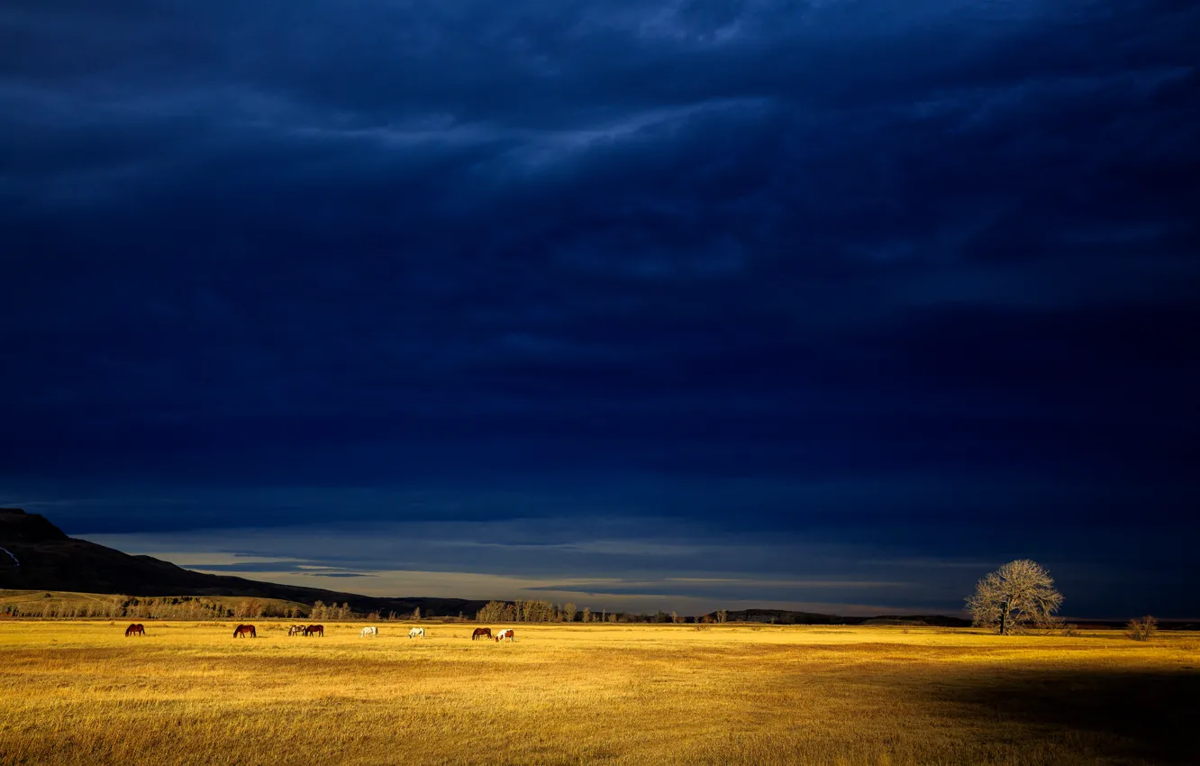 Photo wallpaper field, light, trees, hills, horse, storm, gray clouds