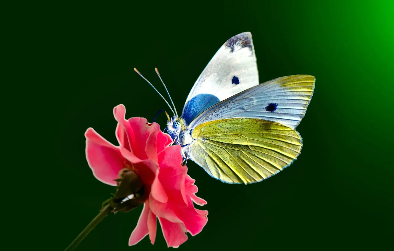 Photo wallpaper flower, eyes, butterfly, wings, point, stem, antennae, flower