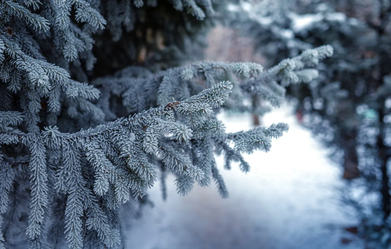 Photo wallpaper snow, tree, branch, the evening, snow, evening, Christmas tree